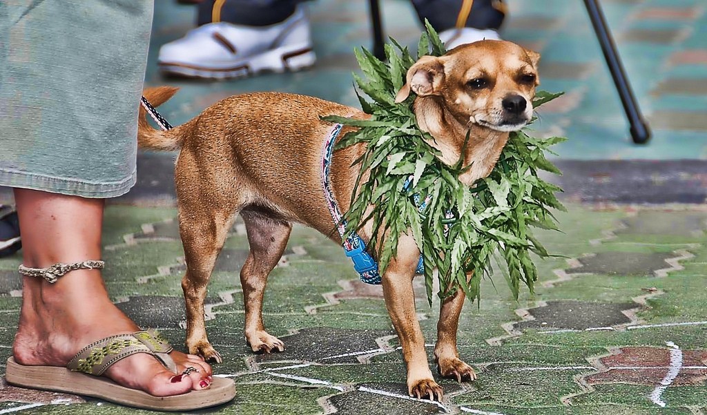 Pot for pets: Could medical marijuana help your dog?