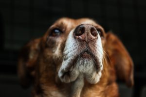 CBD For Dogs With Epilepsy