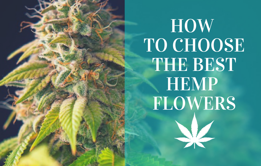 How to Choose the Best Hemp Buds - Cannadelics