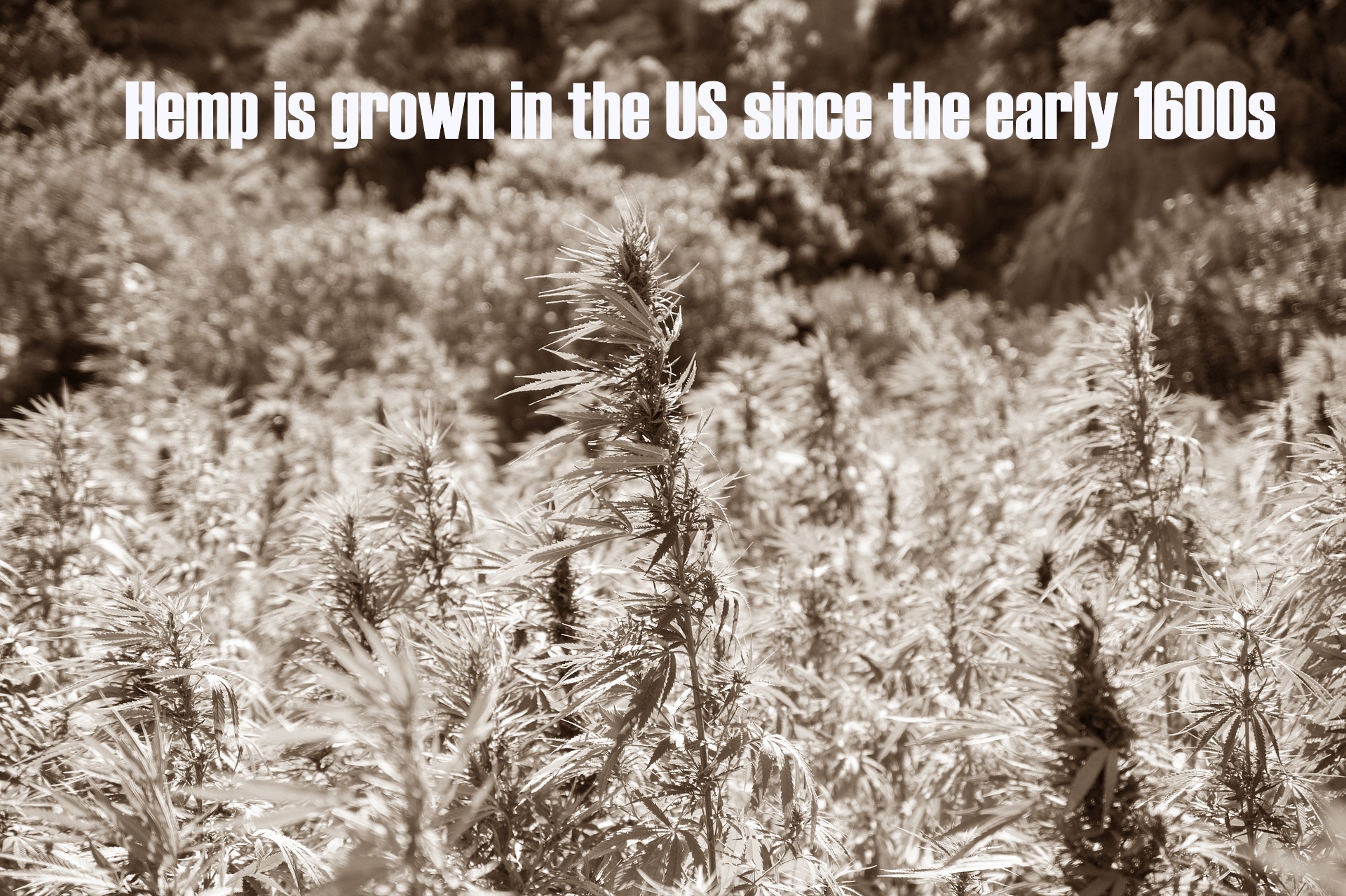 Hemp is grown in the US since the early 1600s