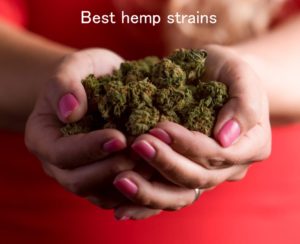 Looking to smoke hemp buds? Try the best hemp strains: From the Recreational CBD Weekly newsletter