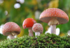denver mushrooms