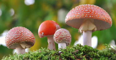 denver mushrooms