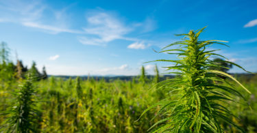 outdoor cannabis