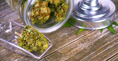 sativa indica