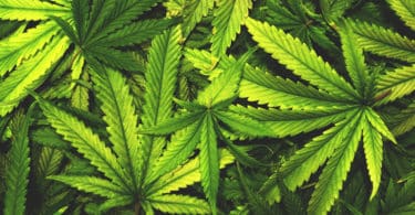 cannabis bills