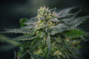 cannabis hemp