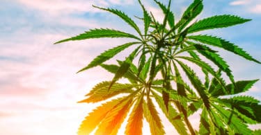 cannabis prescriptions u.k.