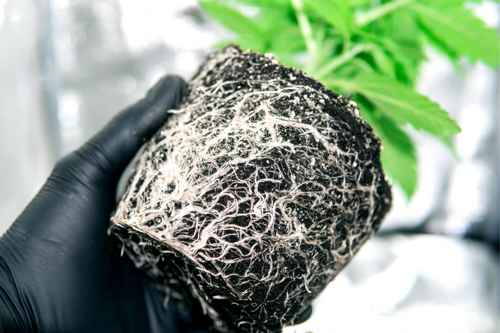 cannabis roots