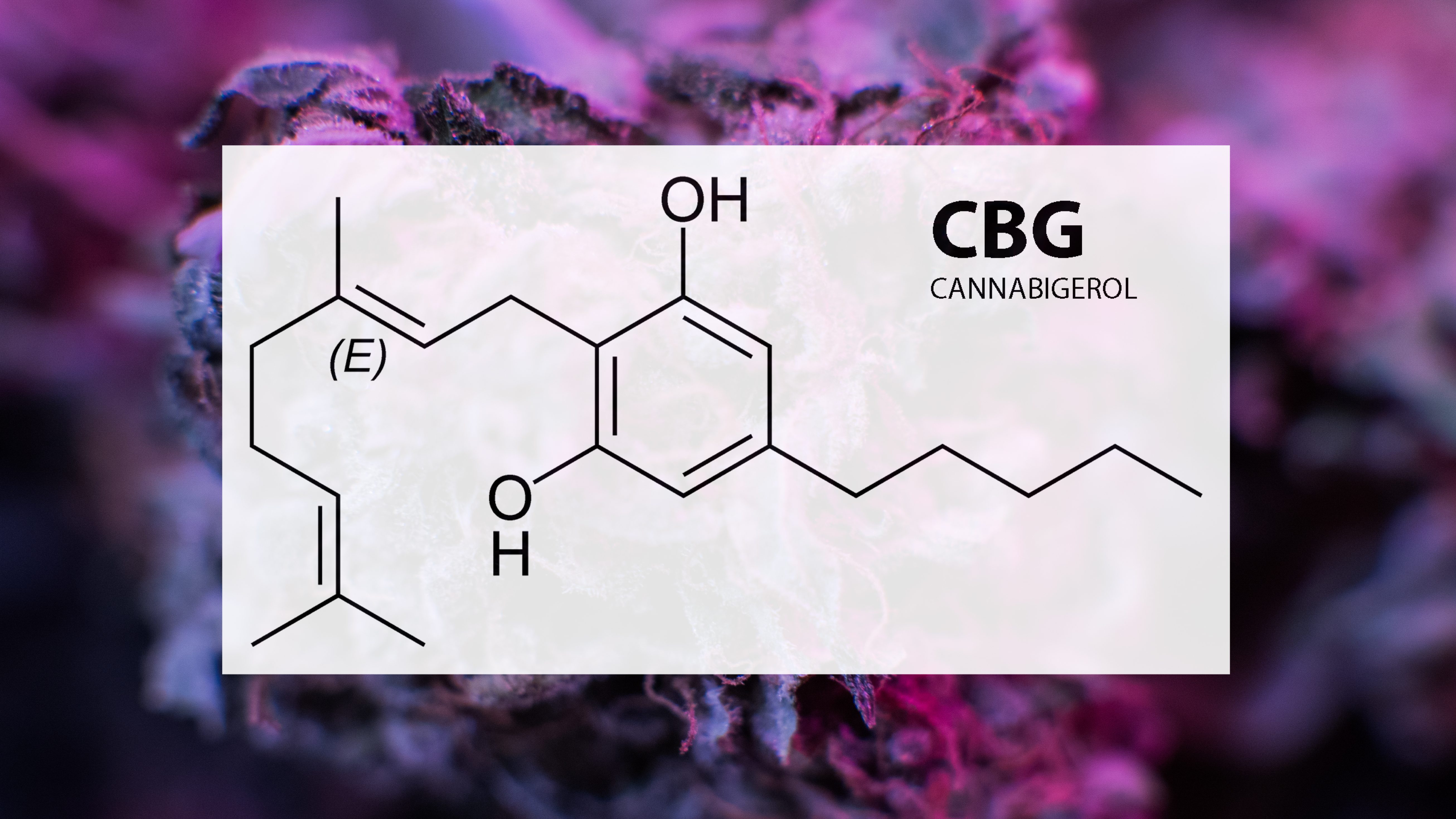 What Is CBG (Cannabigerol) And What Are Is Benefits? - CBD Testers