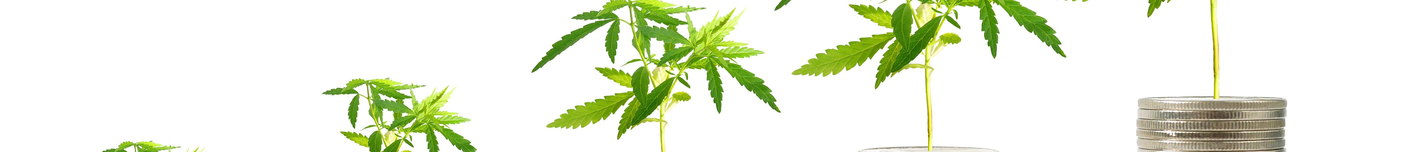 investment cannabis hemp
