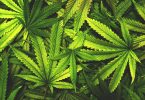 cannabis hemp industry