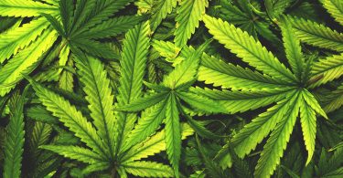 cannabis hemp industry