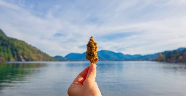 medical cannabis tourism