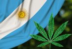 cannabis argentina