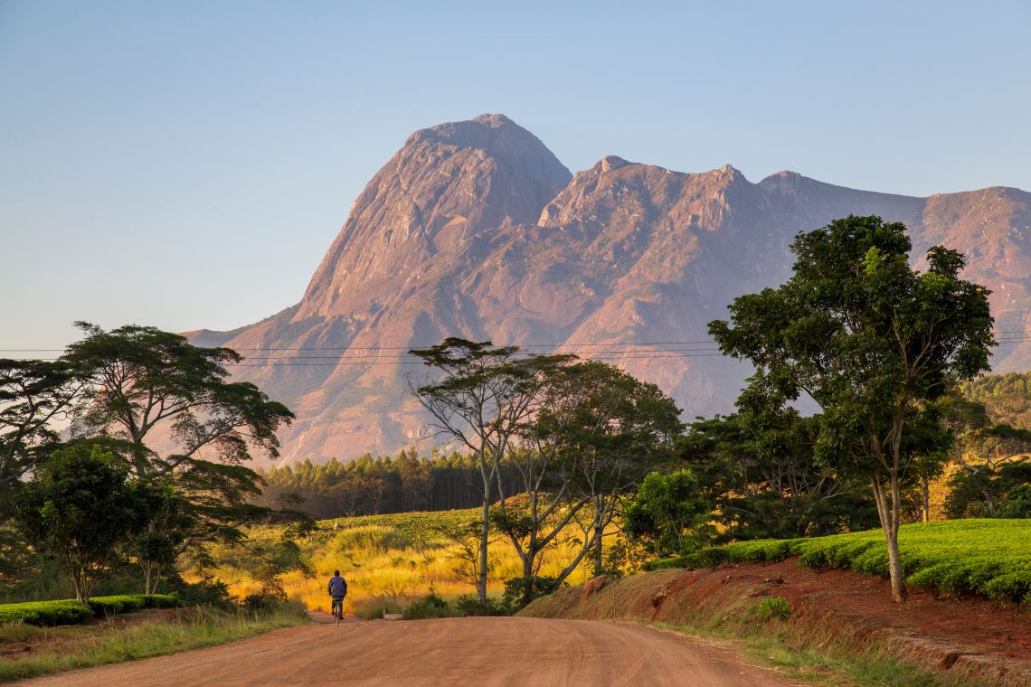 malawi cannabis
