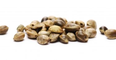 CanBreed Seeds