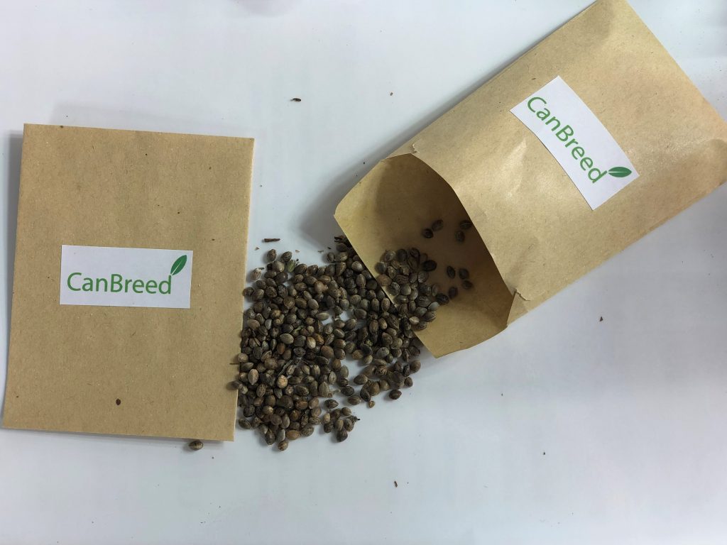 CanBreed's genetically uniform Cannabis hybrid seeds