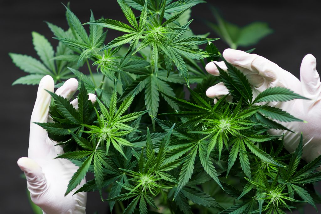 cannabis legalizations