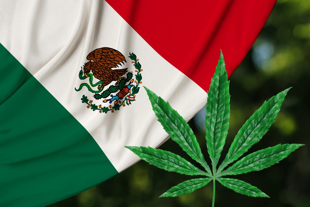 Mexico and cannabis