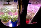 cannabis self-cultivation