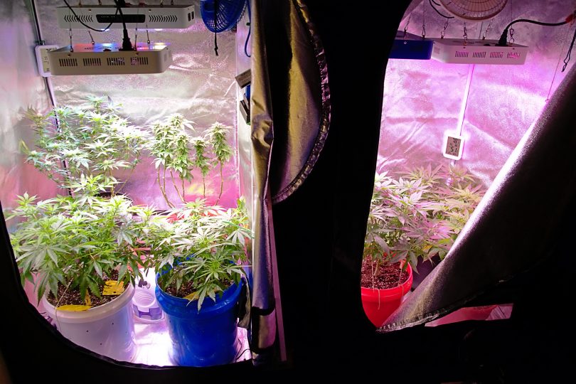 cannabis self-cultivation