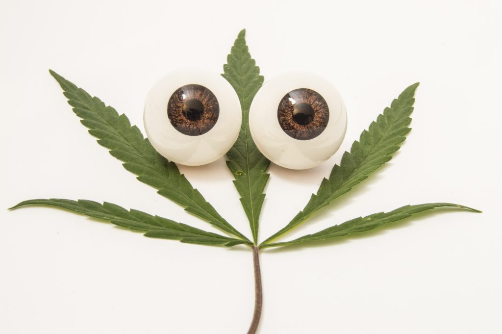 glaucoma and cannabis