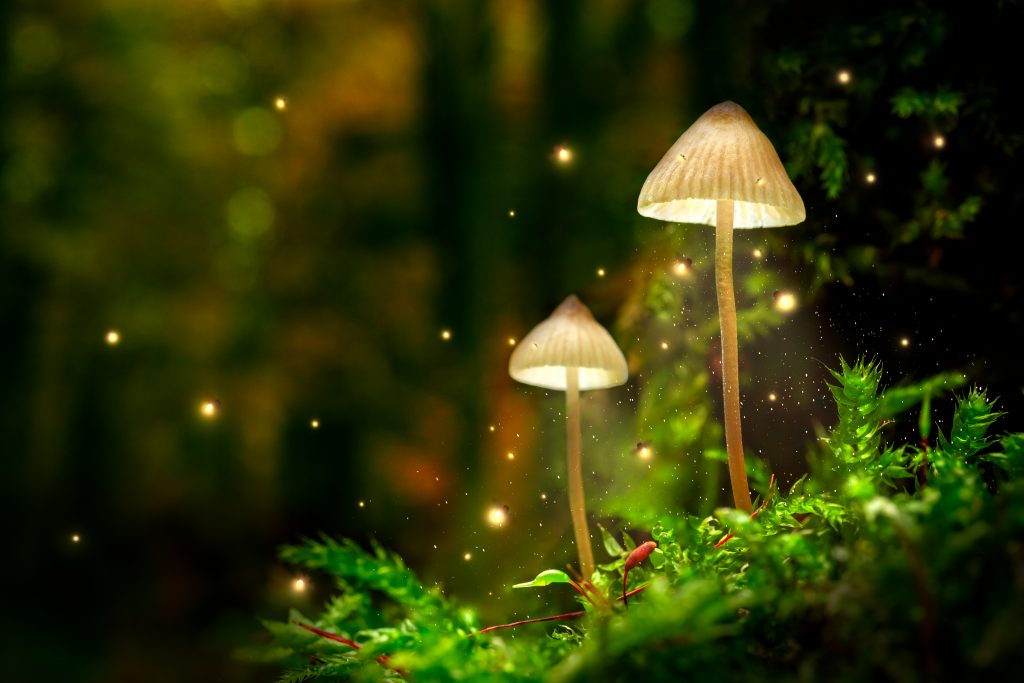 Florida legalize magic mushrooms