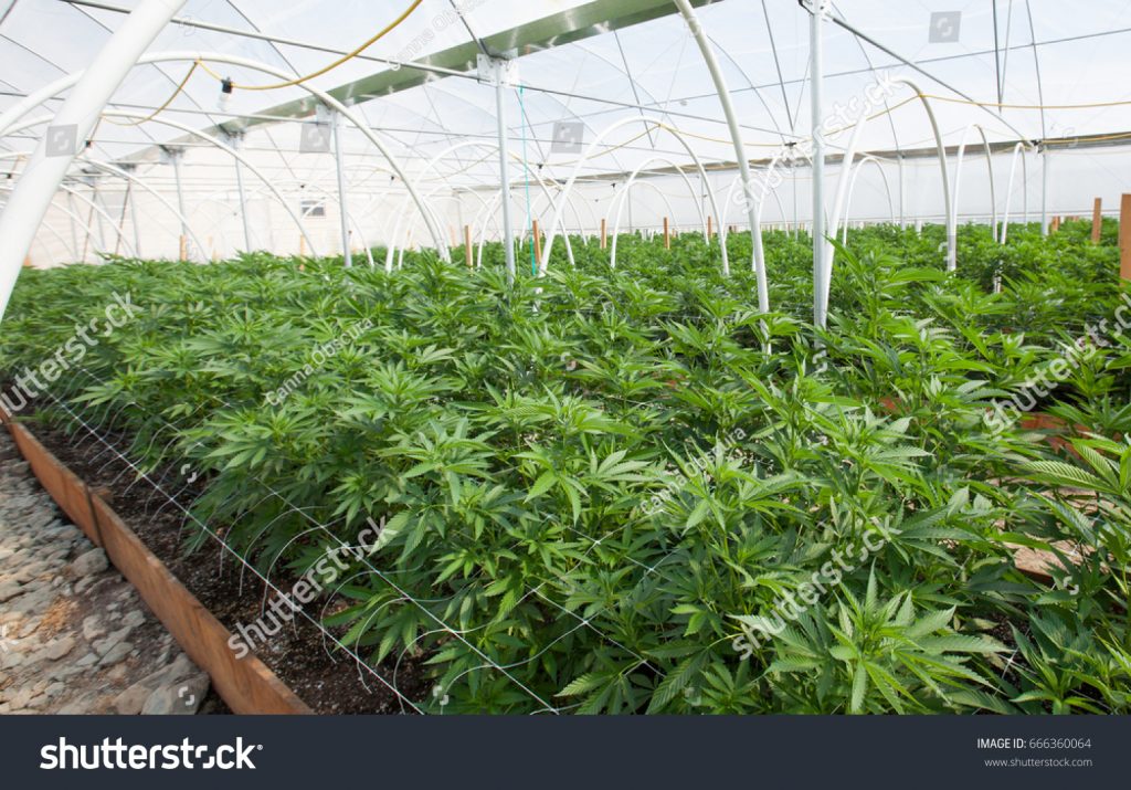 commercial cultivation