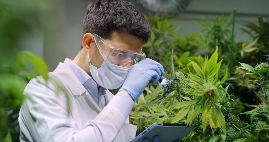 New Changes to Israel's Medical Cannabis Program