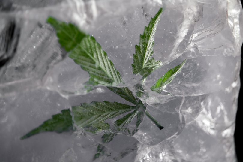 fresh frozen cannabis