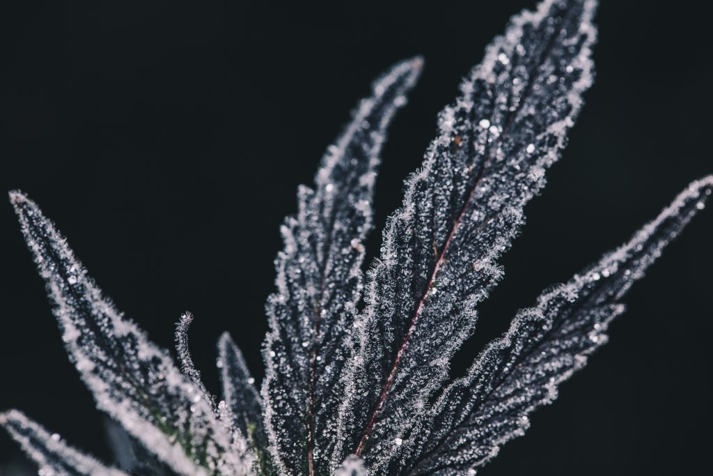 frozen cannabis