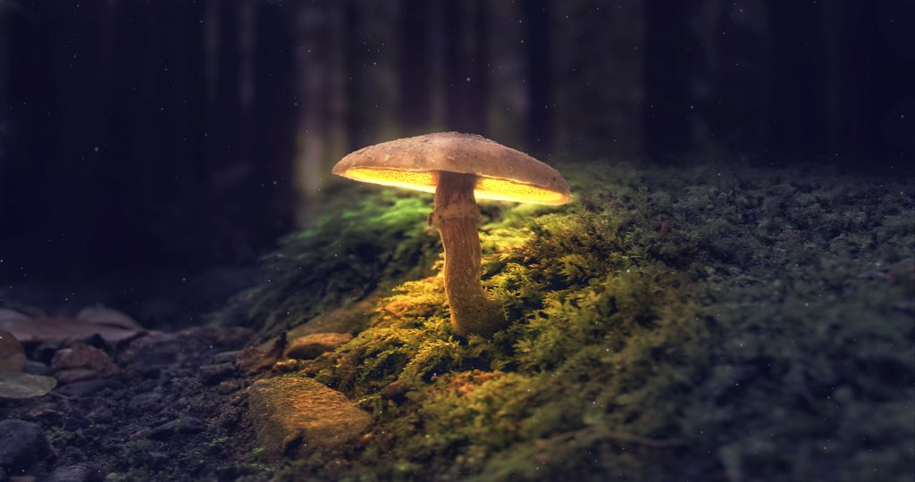 magic mushroom retreat