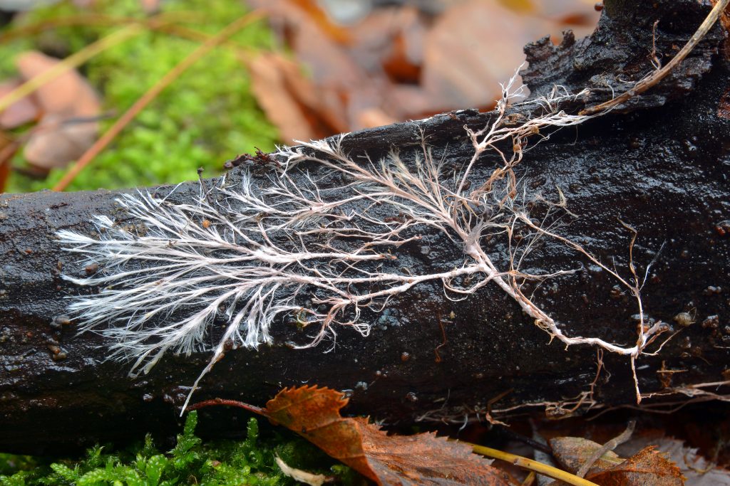 Mycorrhiza fungi