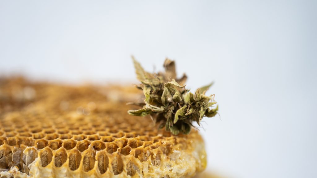 cannabis honey
