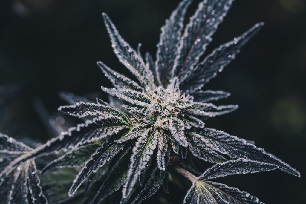 Frozen cannabis