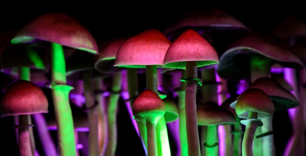 magic mushrooms loophole
