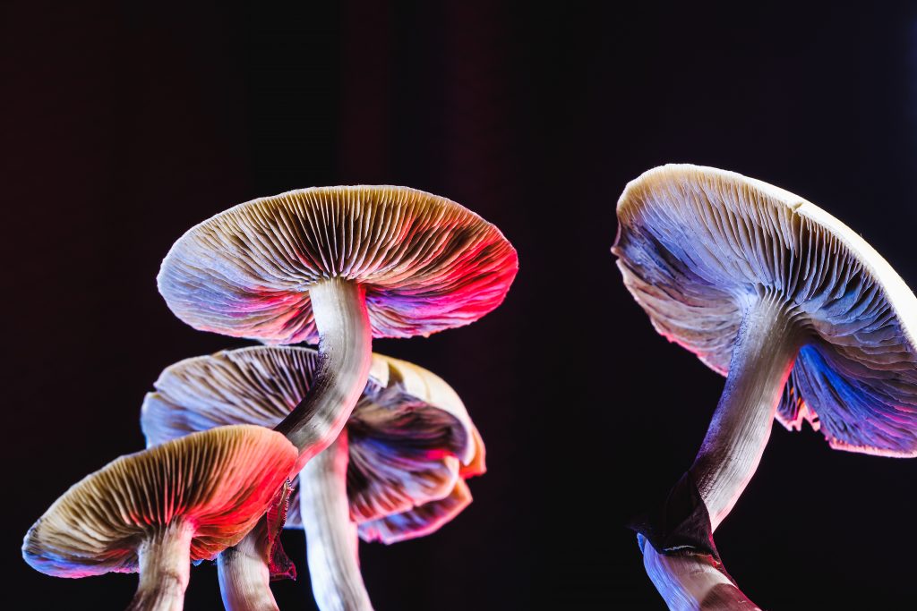 Can magic mushrooms heal the brain?