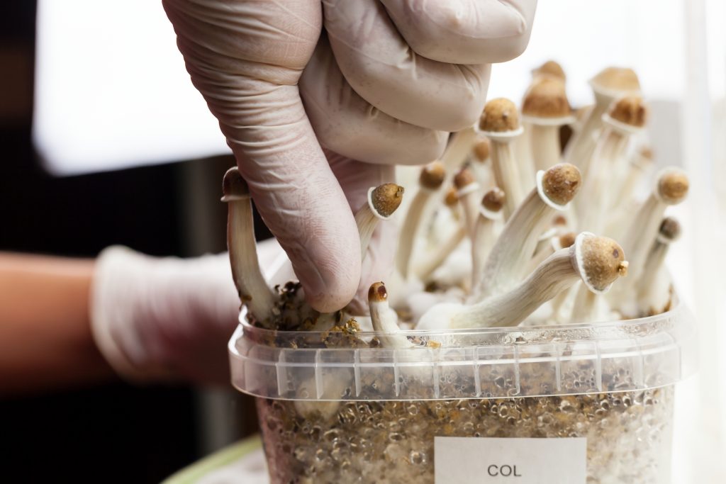 magic mushrooms heal brain