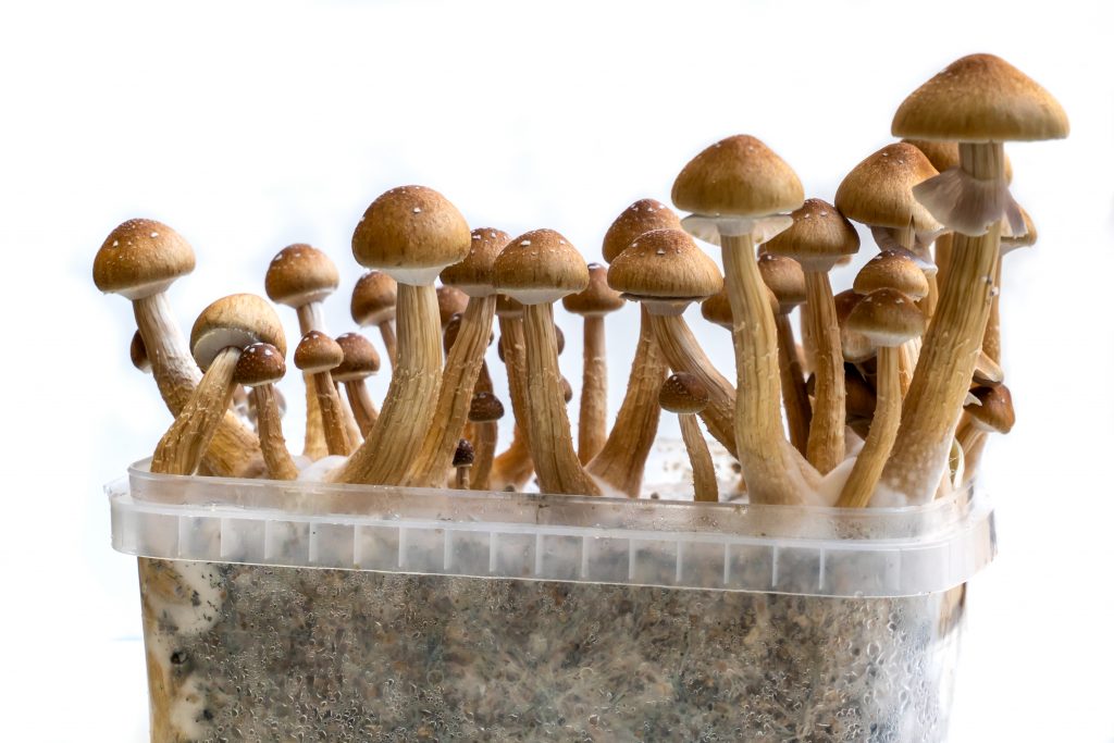 Home grow mushrooms -  DIY mushroom grow kits
