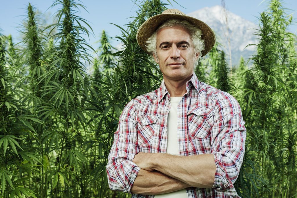 DEA increasing cannabis cultivators