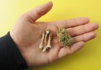 DEA wants marijuana psilocybin