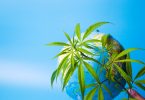 Uruguay cannabis tourism industry