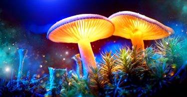 Seattle decriminalize magic mushrooms