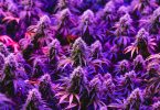 commercial cannabis market