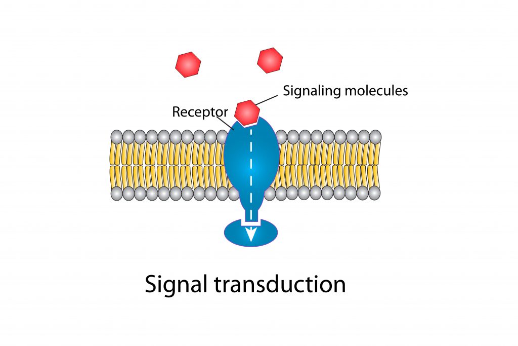 receptor sites