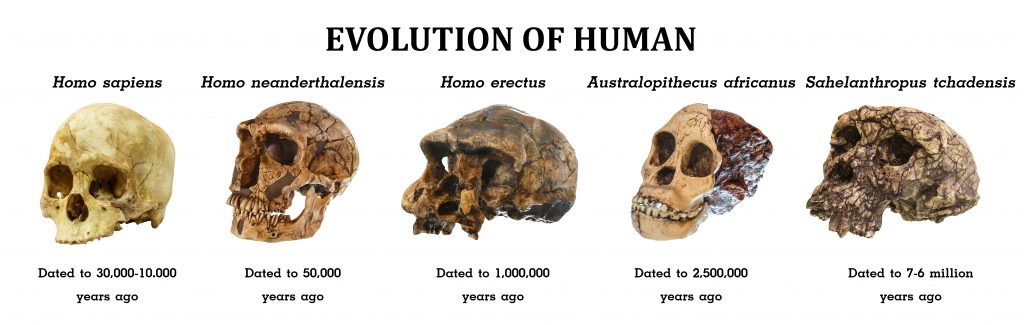 brain evolution