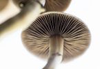 Washington legalize magic mushrooms