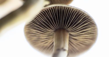 Washington legalize magic mushrooms
