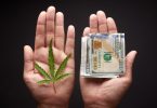 cannabis investors